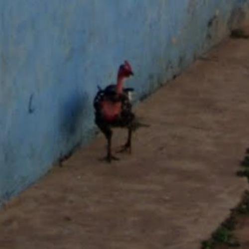 Chicken road españa, chicken road game